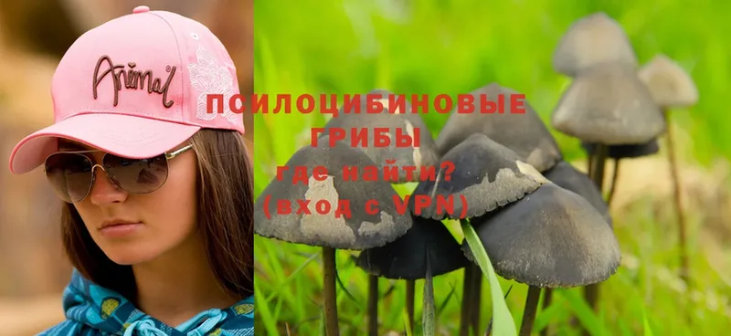 Псилоцибиновые грибы Psilocybe Балашов